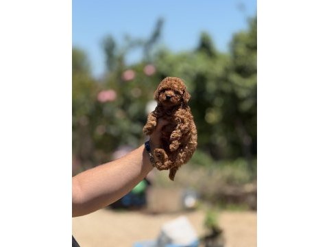 En küçük boy teacup poodle bebekler 