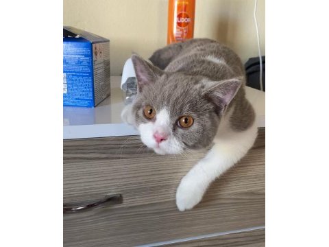 British shorthair bicolor 6 aylık