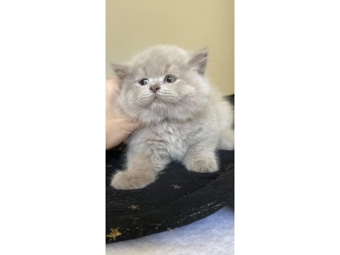 Safkan british longhair lilac solid son kızımız