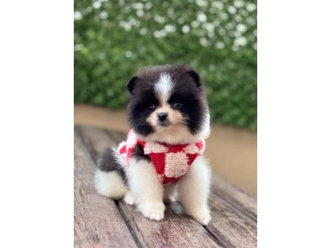 2 aylık dişi pomeranian yavru