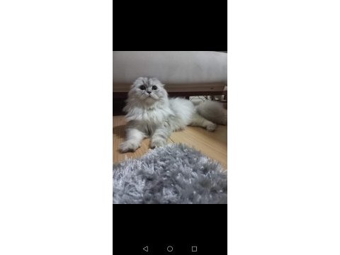 Yeni ailesini arayan scottish fold