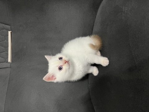 Scottish fold ve british shorthair 3 aylık yavrularımız