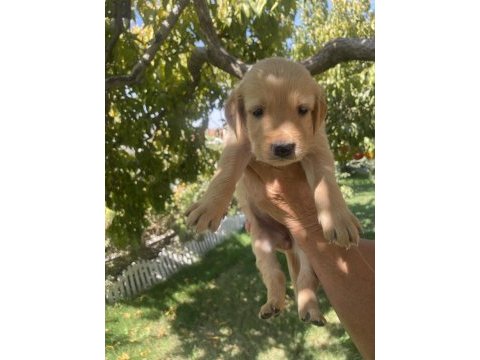 Safkan golden retriever yavrularımız