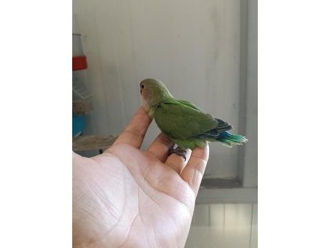 Çok güzel sevda papağanlar