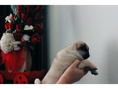 2 aylık evinize neşe getiricek enerjik pug yavrusu