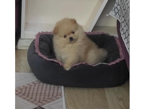 Pomeranian boo adana mersin kaliteli yavrular