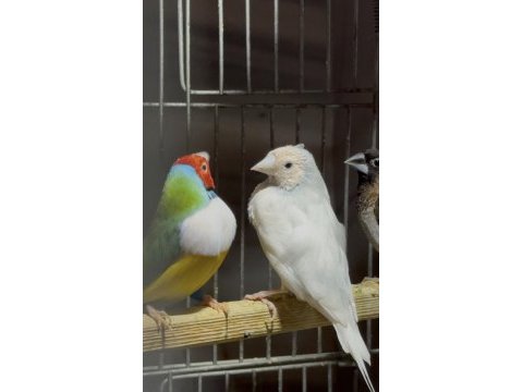 Gouldian finch