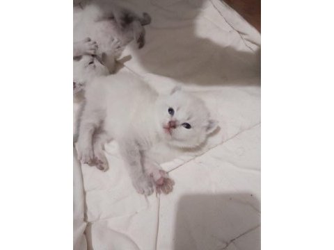 Bluepoint british longhair yavrular