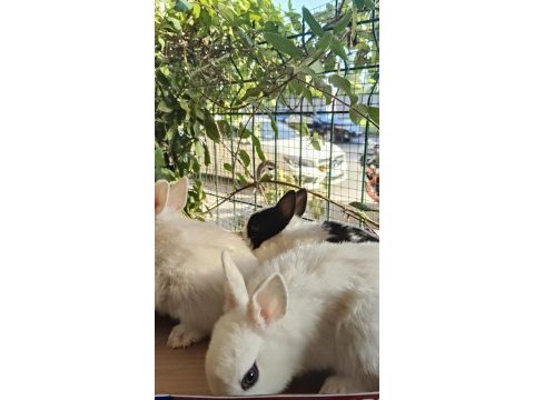 Orjinal cüce dwarf hollanda lop ve teddy lop tavşanlarımız