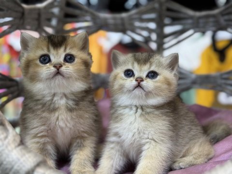 Golden british shorthair güzellikleri