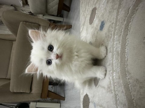 2 aylık satılık british longhair odd eyes