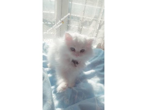 Duygularınızı değiştirecek chinchilla bebişlerim