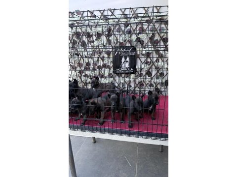 Yeni yuvasını bekleyen belçika kurdu yavrularımız