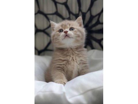 Cy11 british shorthair kedimiz