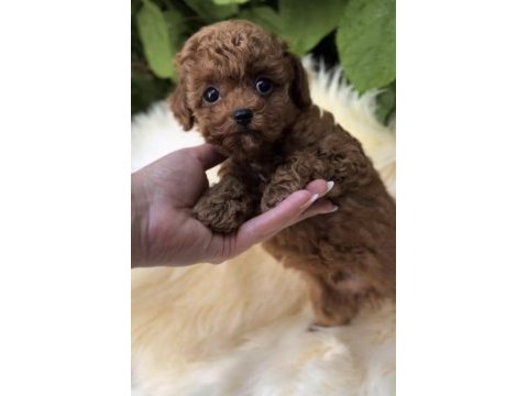 Toy poodle yavrumuz
