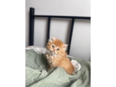 Gold british longhair erkek nadir renk