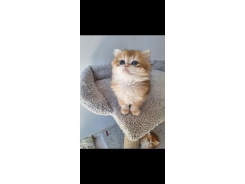 British longhair ny12 dişi
