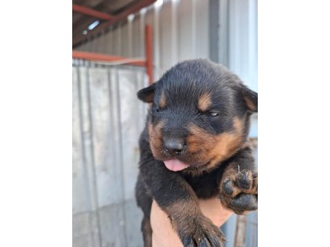 Rottweiler yavrularımız