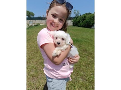 Maltese terrier bembeyaz yavrular