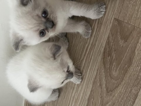 Kedilerimizi sahiplendirme