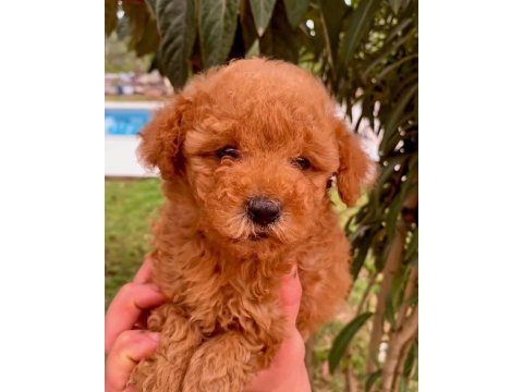2 aylık safkan toy poodle