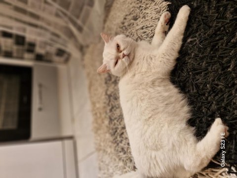 Uysal dişi british shorthair