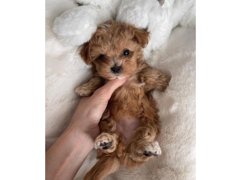 Orjinal anne altından her renkten maltipoo köpekler