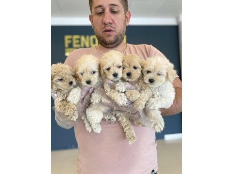 Shoooowwww kalite maltipoo yavrular ankara mağazamızda 