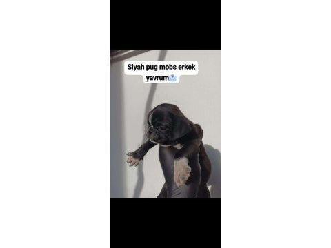 Pug mops yavruları