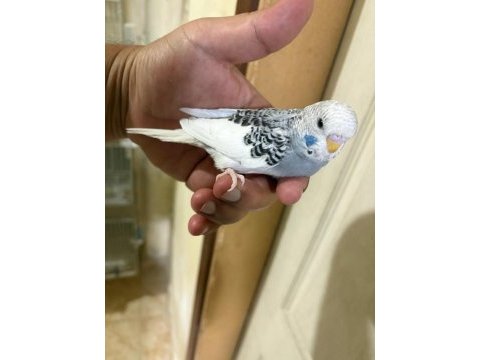 29 günlük konuşturmalık muhabbet kuşu bebek