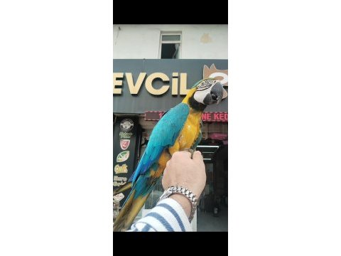 Macaw sarı lacivert 1 yaşında