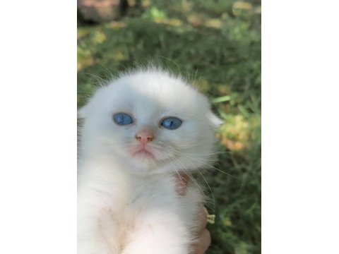 Beyaz scottish fold yavru