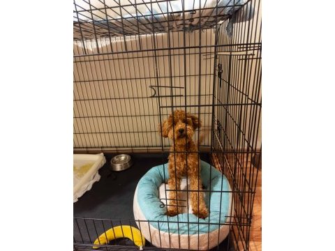 Sevgi dolu 6 aylık toy poodle yeni ailesini bekliyor
