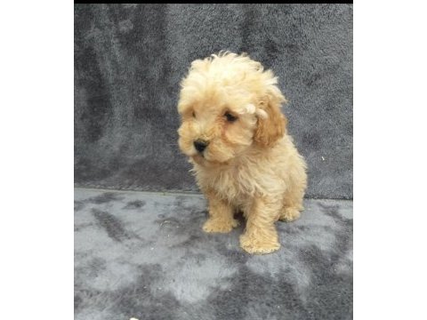 Apricot toy poodle dişi minnak, ruhsatlı çiftlik