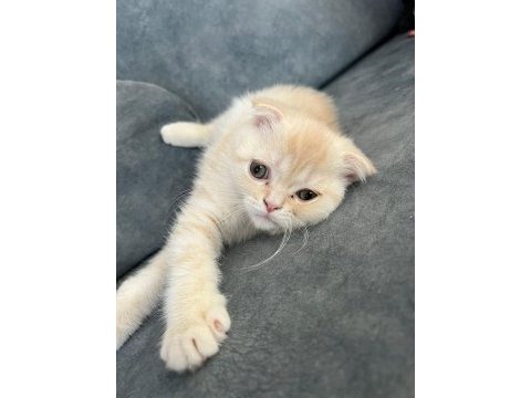Erkek scottish fold