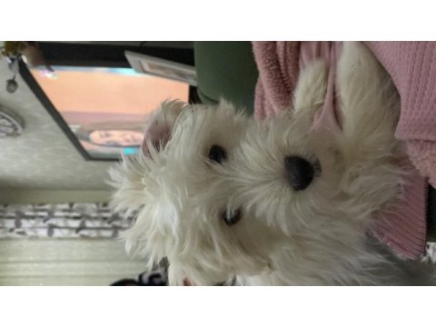 4 aylık dişi terrier