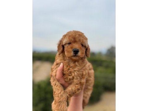 Toy poodle yavrularımız