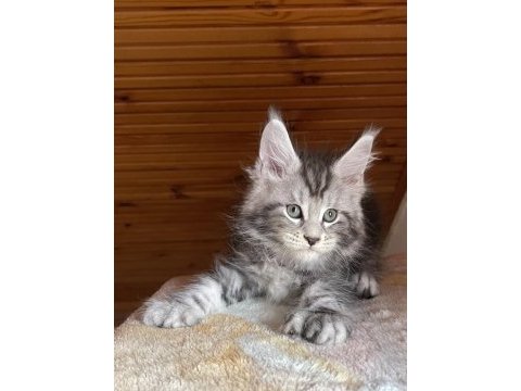 Maine coon xxxl