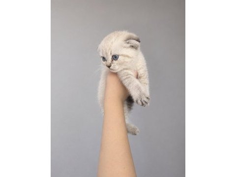 Minik scottish fold bebekler ilanda