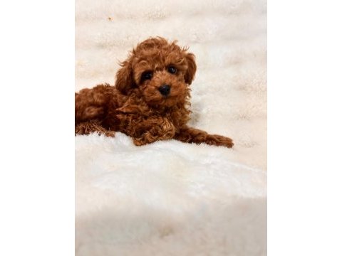 Sevimli toy poodle yavruları yeni yuvalarını bekliyor