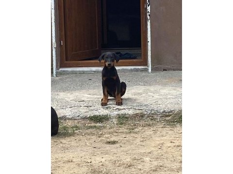 Estetikleri yapılmış 4 aylık yavru erkek doberman