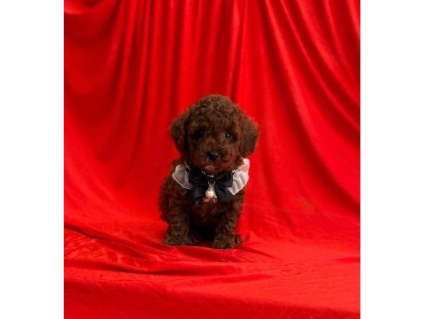 Toy poodle yavrularımız ömürlük aileleri bekliyor