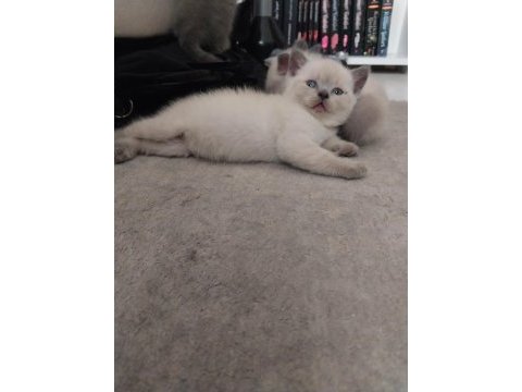 British shorthair yavrular gönderim mevcut