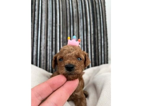 Saf kan toy poodle