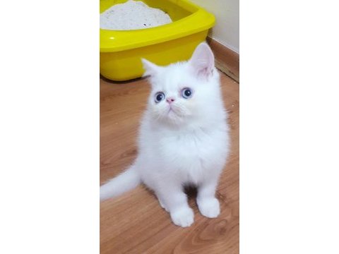 Exotıc shorthaır erkek 