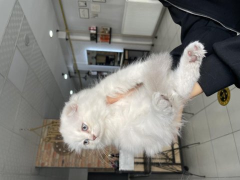 Yavru scottish fold kedim için yuva arıyorum