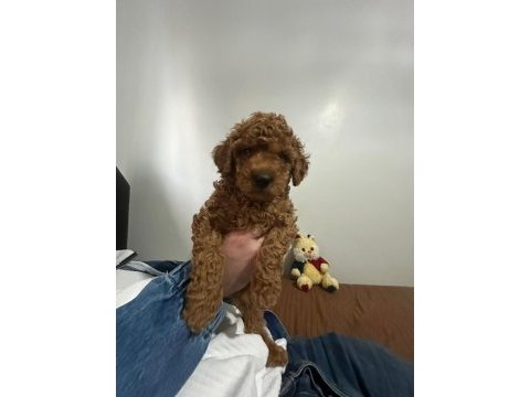 2.5 aylık orijinal toy poodle