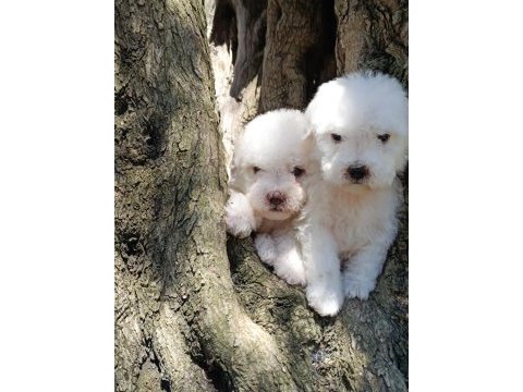 Özel ırk nadir güzellik uygun bütçe bichon frise