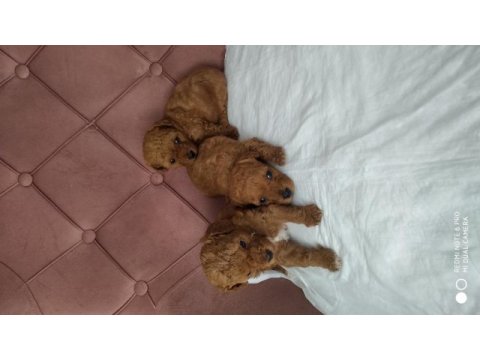 Toy poodle kore mini boy