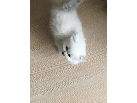 Silver scottish fold erkek 2 aylık aşıkı
